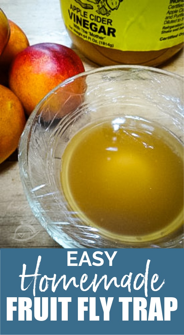 Easy to Make Fruit Fly Trap