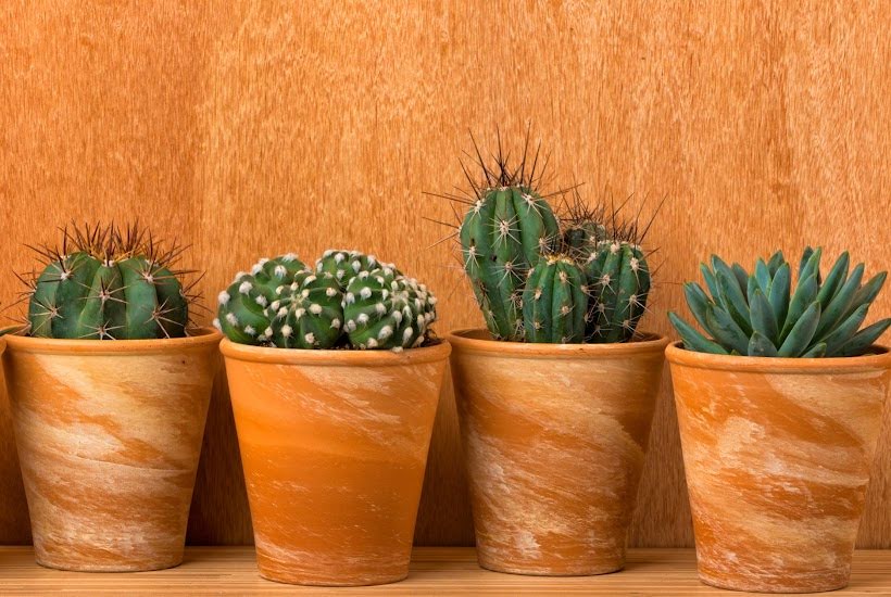 Small pots filled with succulents and cactus plants.